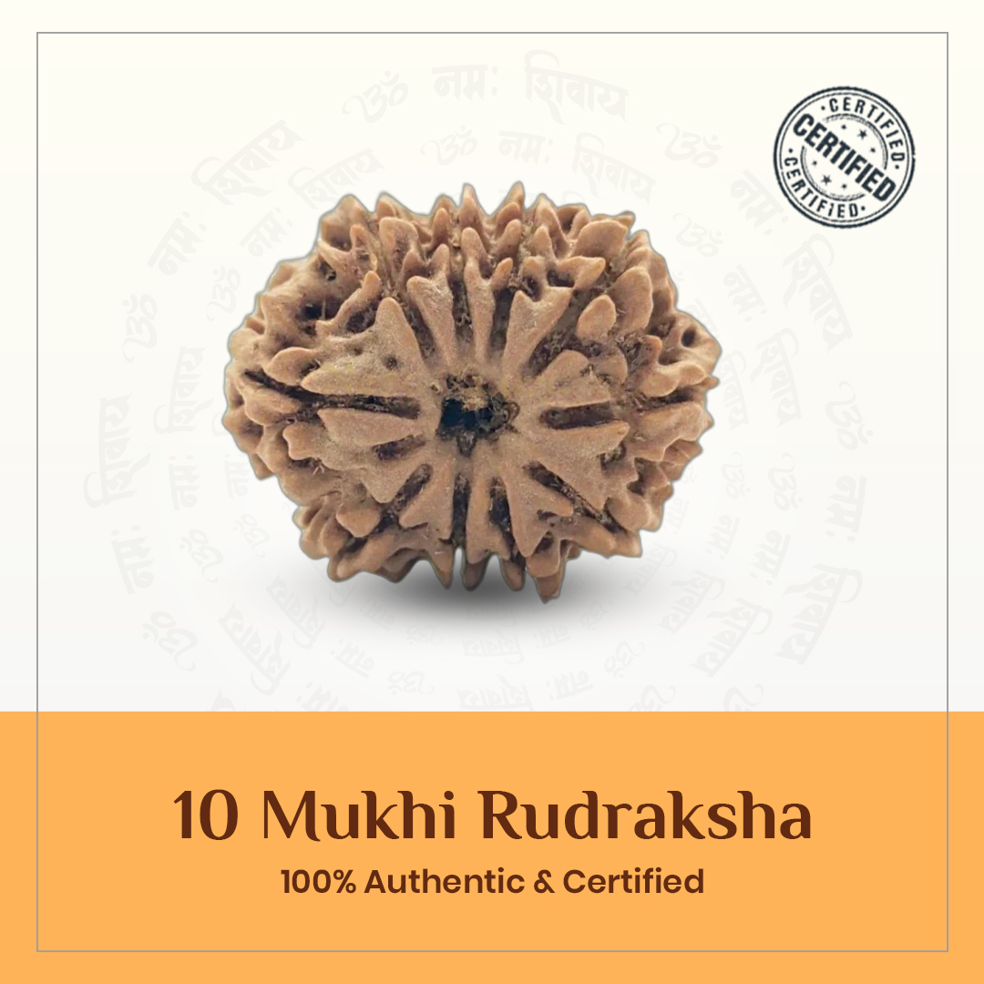 Ten Mukhi Rudraksh
