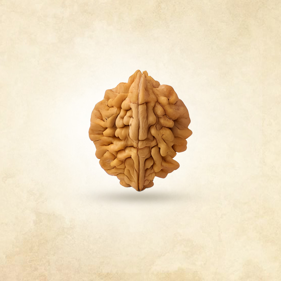 2 Mukhi Rudraksha (Nepali)