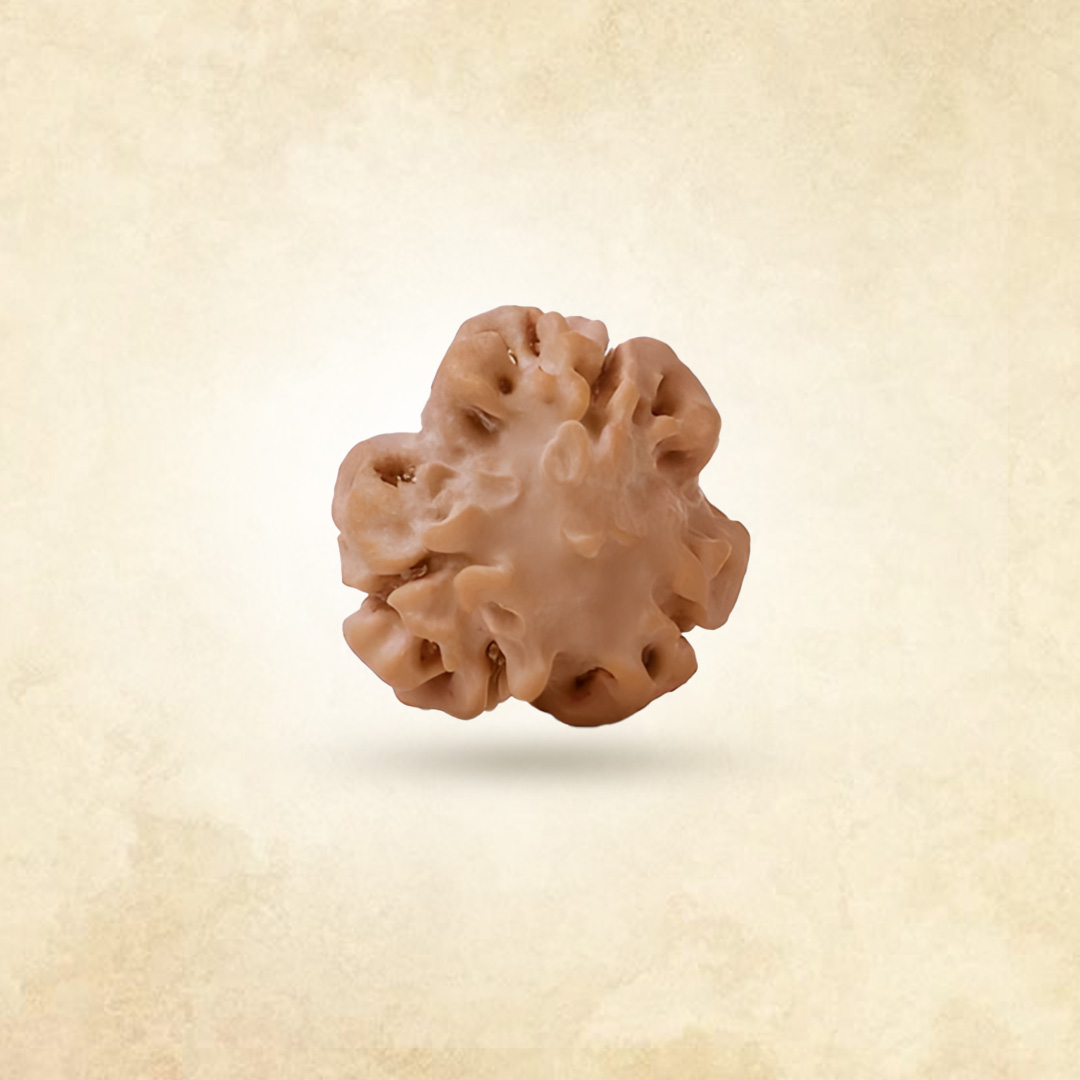 3 Mukhi Rudraksha (Nepali)