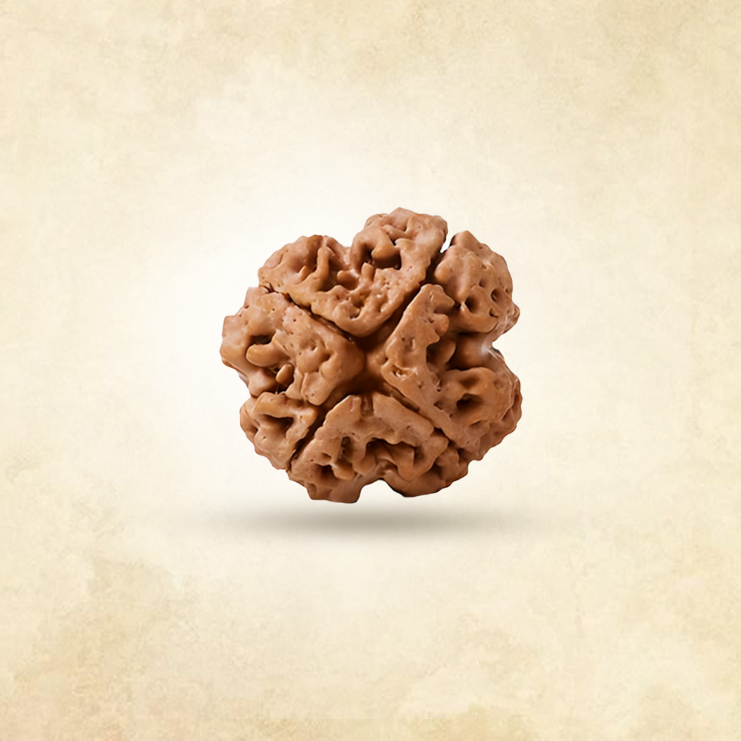 4 Mukhi Rudraksha (Nepali)  (48)