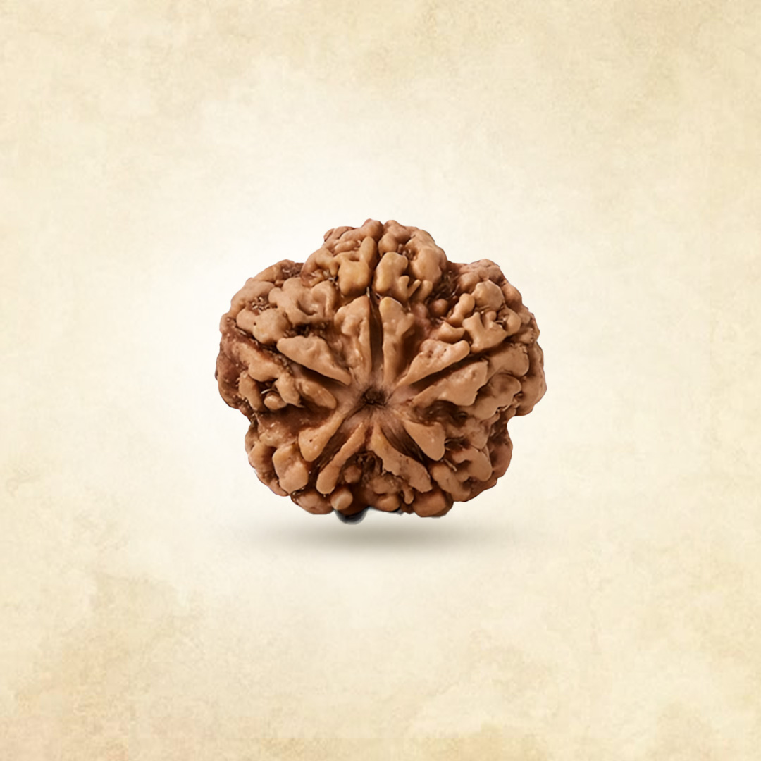 5 Mukhi Rudraksha (Nepali)