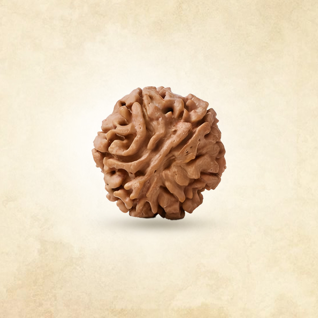 6 Mukhi Rudraksha (Nepali)