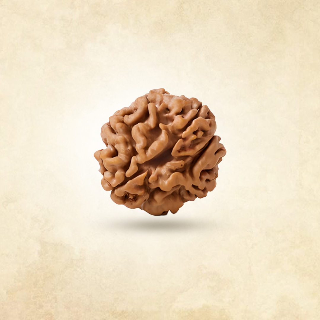 7 Mukhi Rudraksha (Nepali)