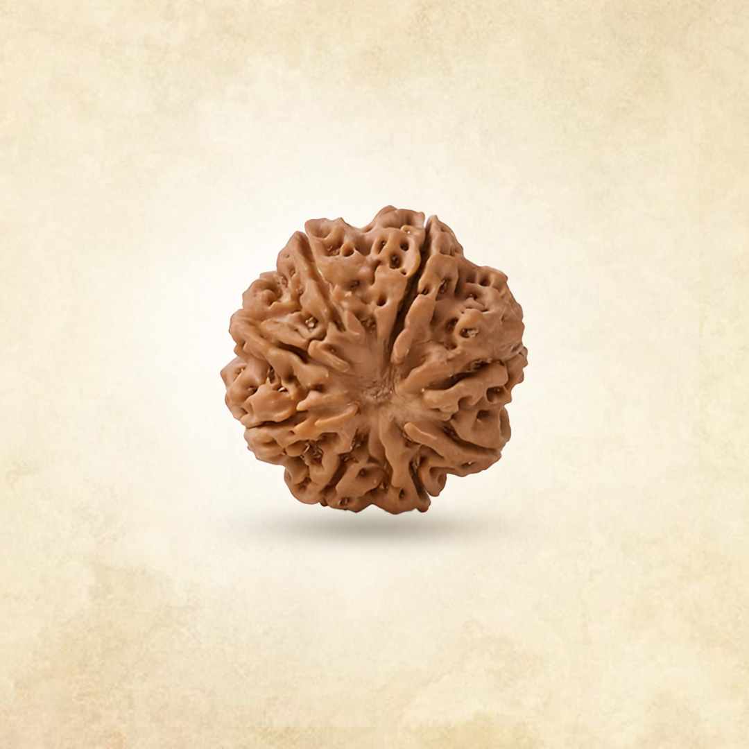 8 Mukhi Rudraksha (Nepali)