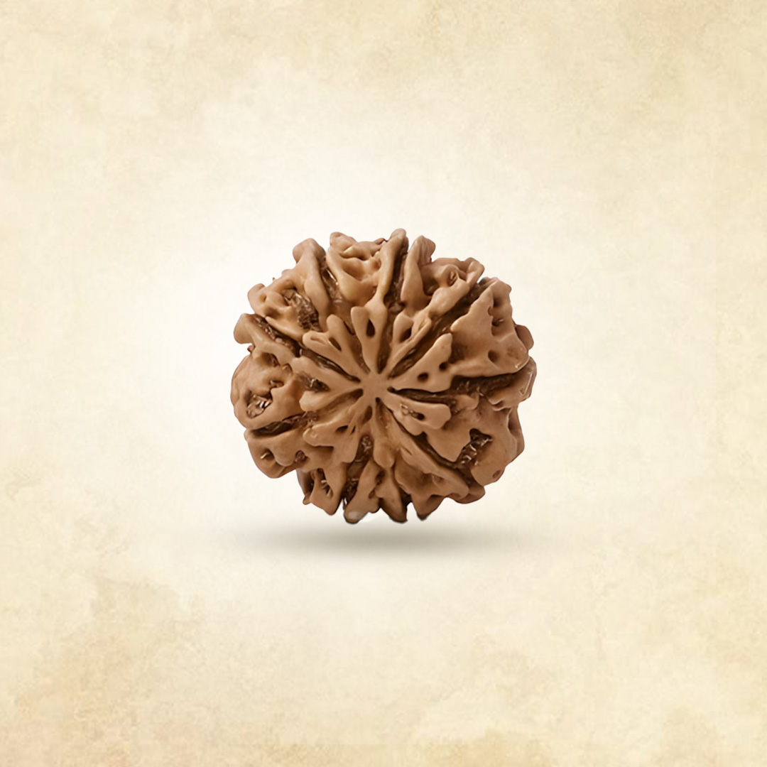 9 Mukhi Rudraksha (Nepali)