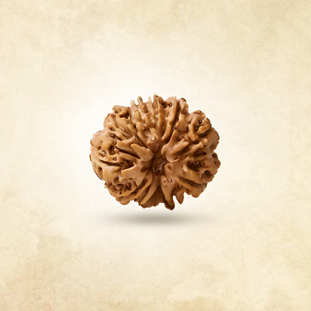 10 Mukhi Rudraksha (Nepali)