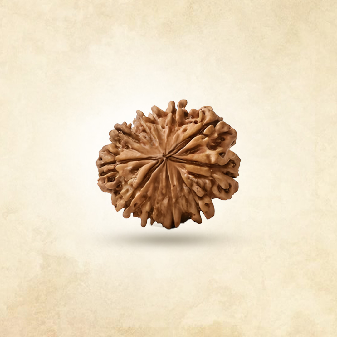 11 Mukhi Rudraksha (Nepali)
