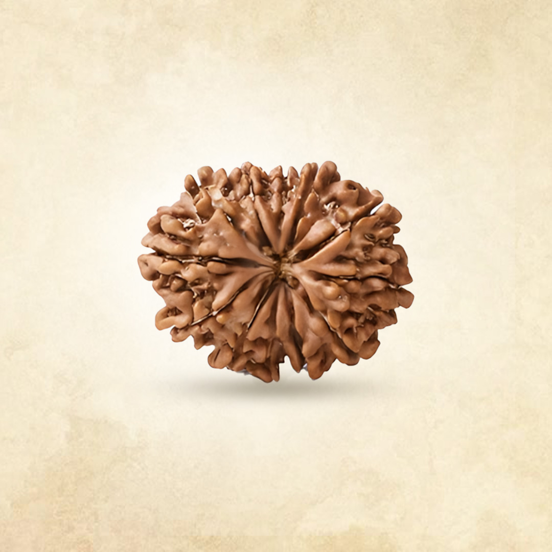 12 Mukhi Rudraksha (Nepali)