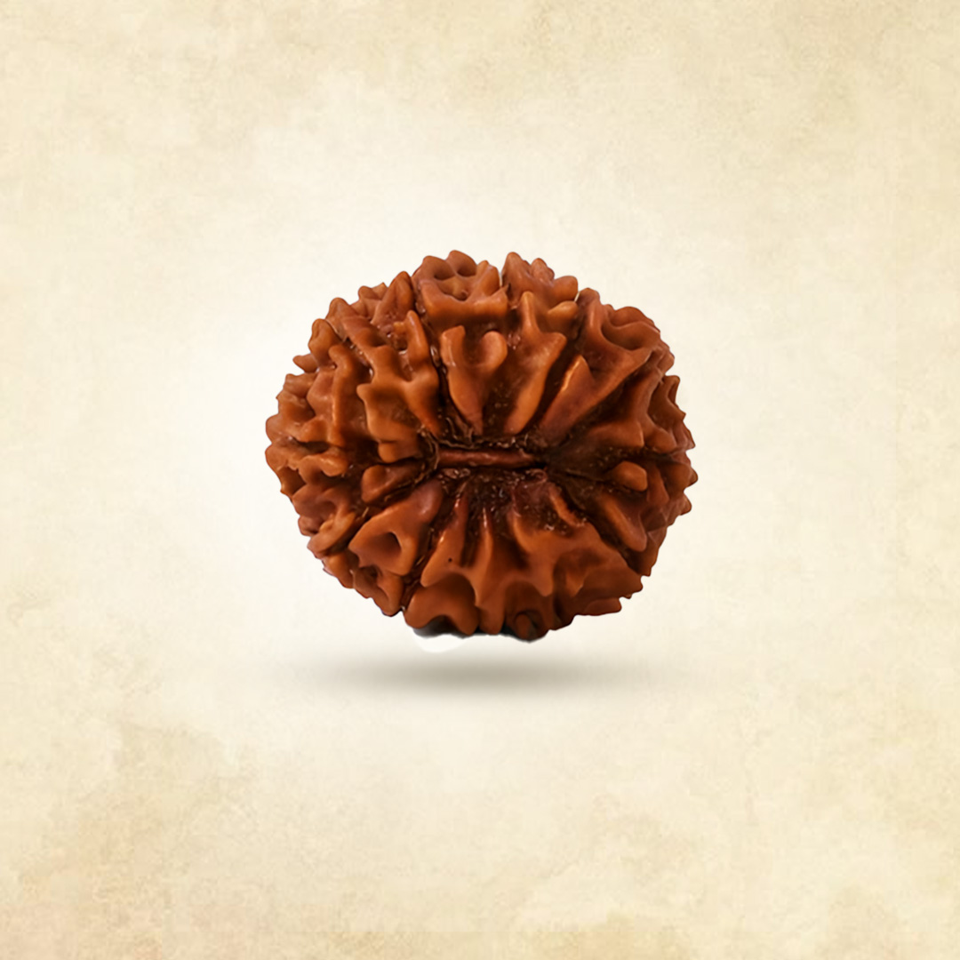 13 Mukhi Rudraksha (Nepali)
