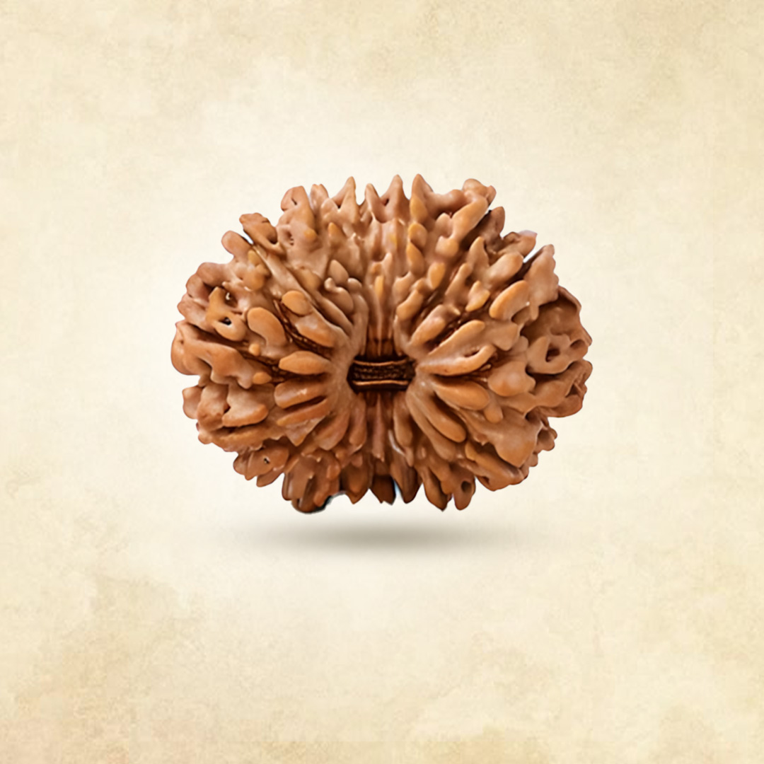 14 Mukhi Rudraksha (Nepali)