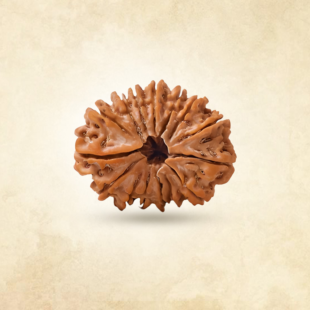 15 Mukhi Rudraksha (Nepali)