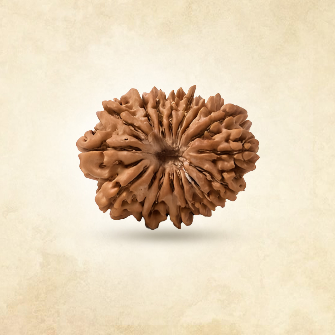 16 Mukhi Rudraksha (Nepali)