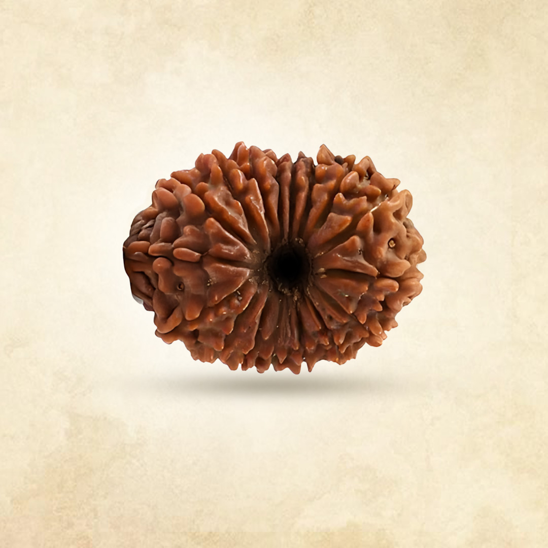 17 Mukhi Rudraksha (Nepali)